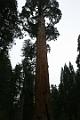 20-Sequoia 0016